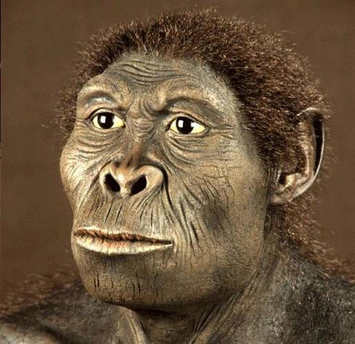 大猩猩还有可能进化成人类吗?怎么说?