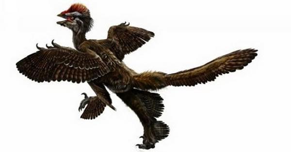 新研究证实最早的鸟类具有四个翅膀