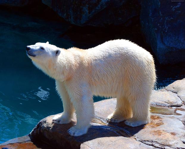 北极熊可爱的动物4k水平2560x1440分辨率查看
