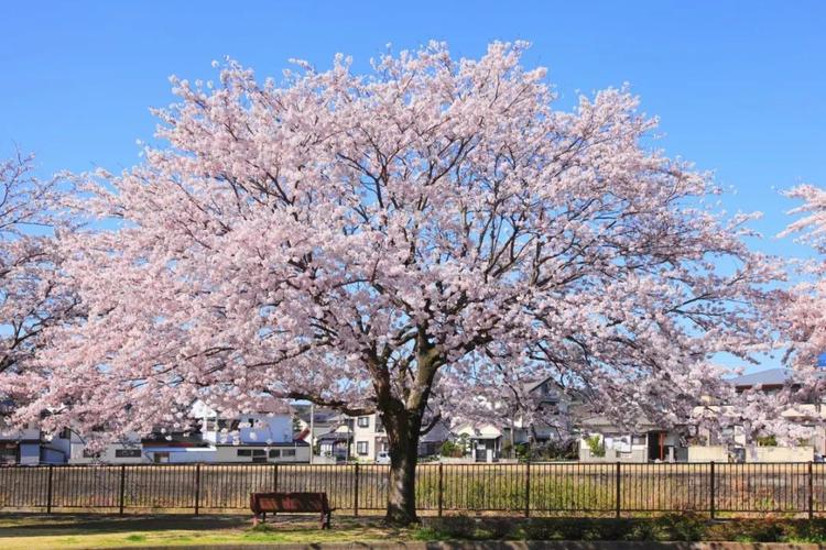 花探社赏樱时节悄然而至站在樱花树下你叫得出它们的名字吗