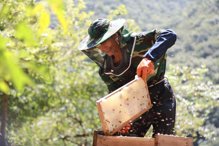 据悉,座寨村马鞍片生态环境优良,花期四季不断,十分适宜林下蜜蜂养殖.