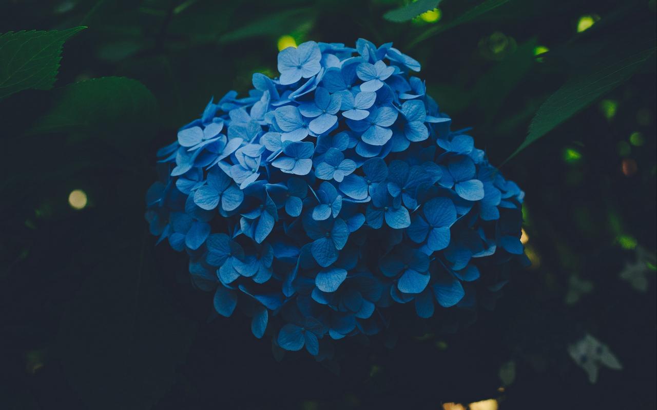 蓝色花朵壁纸小清新