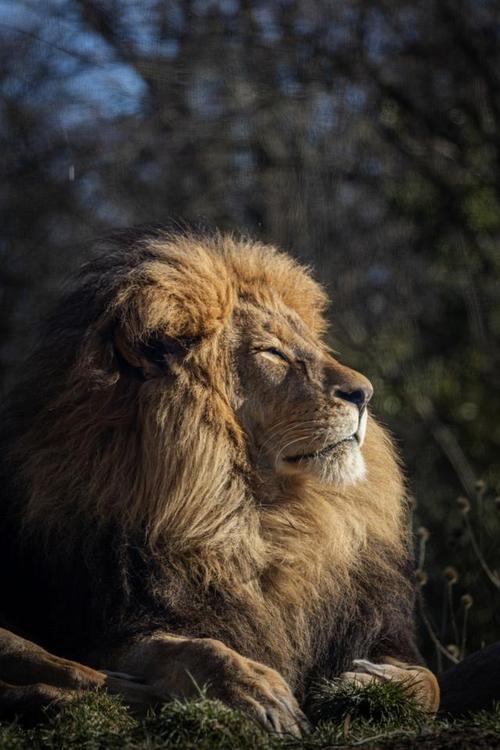 动物世界非洲雄狮视频