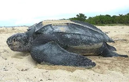 体型最大的海龟(世界上最大的龟有多大)