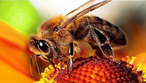 蜜蜂是完全变态昆虫吗
