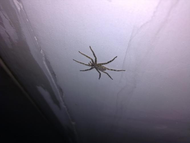 家里经常看到趴在墙上的很扁的蜘蛛,给能告诉我这是神马蜘蛛啊,有毒没