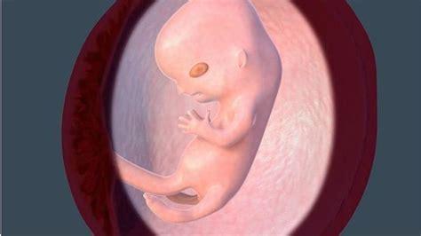 9周的胎儿真实图9周的胎儿是指的63天吗还是56到63