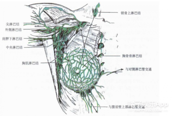 在淋巴回流途径以外,乳房内侧的浅淋巴管与对侧乳房淋巴管交通,内下部