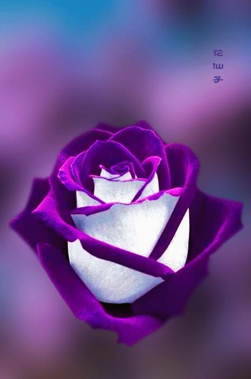 钟爱的紫色紫玫瑰花语浪漫真情和珍贵独特早安吉祥