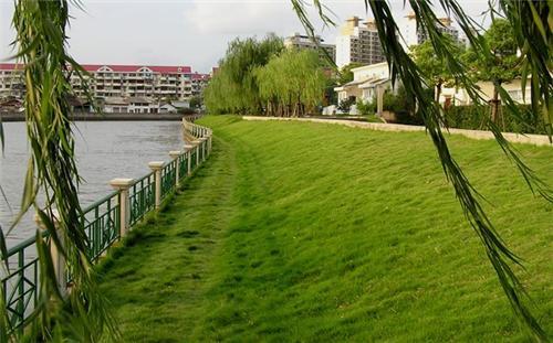 河道护坡绿化效果图