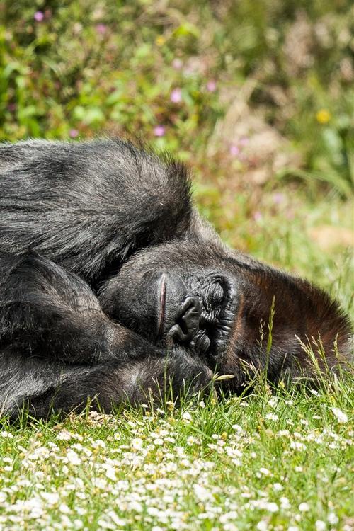 大猩猩睡觉 iphone 壁纸