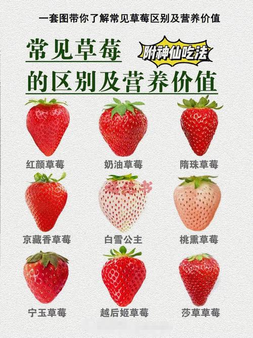 草莓你了解吗