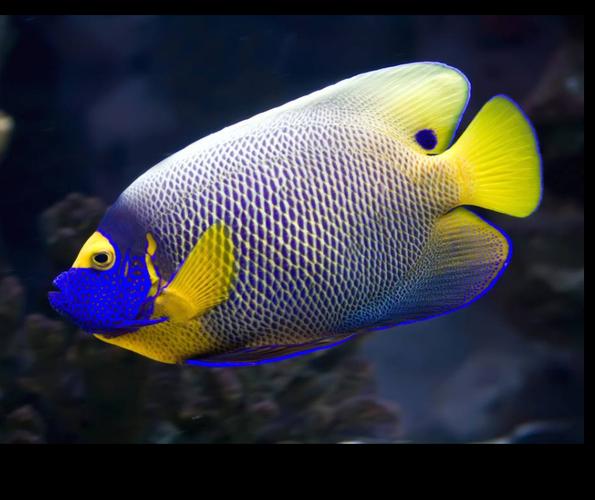 印尼尼蓝神仙海水宠物活体珊瑚蓝纹蓝圈面神鱼
