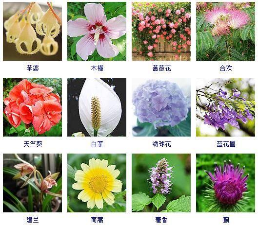 植物图片及名称大全(花友整理了150种观花植物)