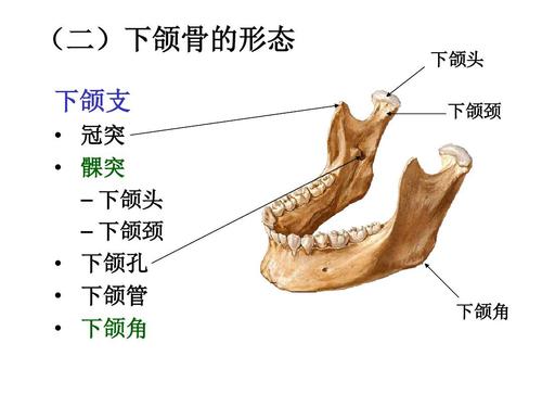 免费文档 所有分类 医药卫生 颅骨及其连结(二)下颌骨的形态 下颌支