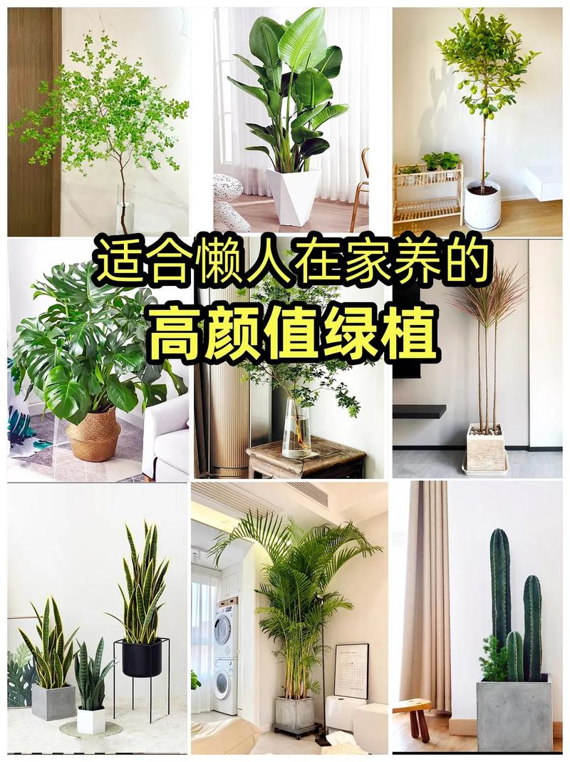 几款适合客厅的的高颜值绿植.