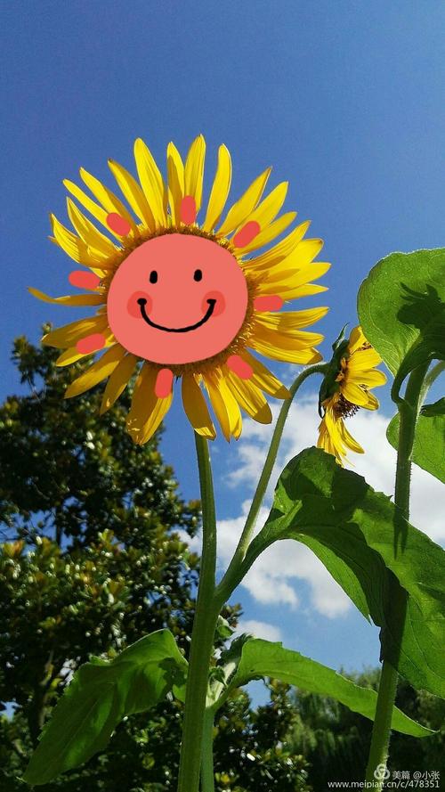 朵朵向日葵似张张笑脸露出灿烂的微笑,蜜蜂采蜜,蝴蝶飞舞,虽没玫瑰开