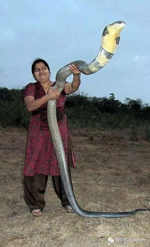 图片眼镜王蛇是体型庞大的蛇,其长度3-4米,重量大约6公斤.雄性较大.