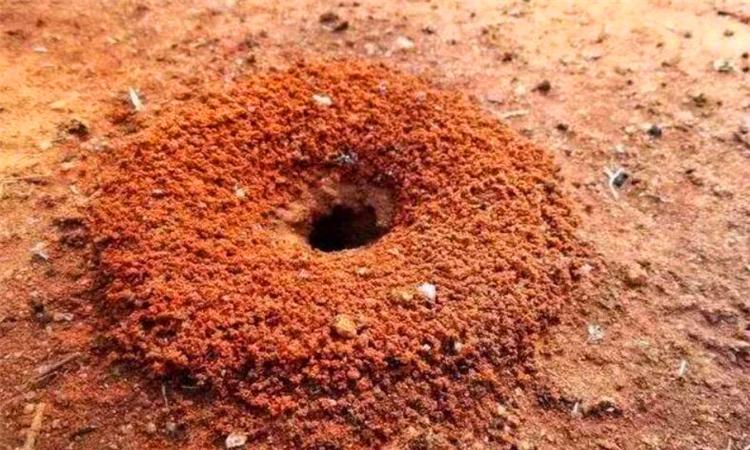 蚂蚁洞口朝向什么方向怎么用蚂蚁洞辨别方向