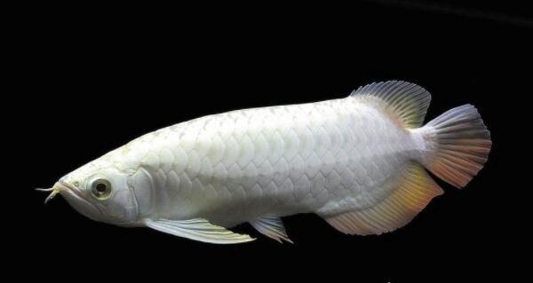 世界上最贵的金龙鱼白金龙鱼价值几十万数量极少