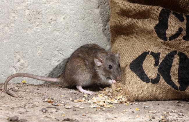 老鼠为什么知道东西在哪里