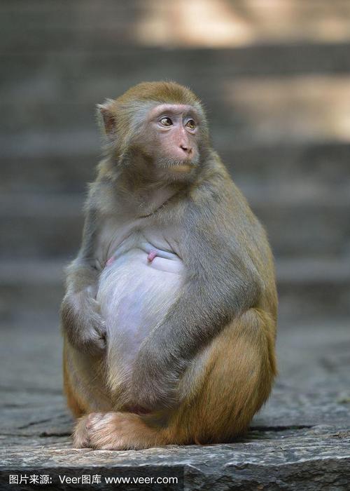 日常生活的野生猕猴——怀孕的母猴