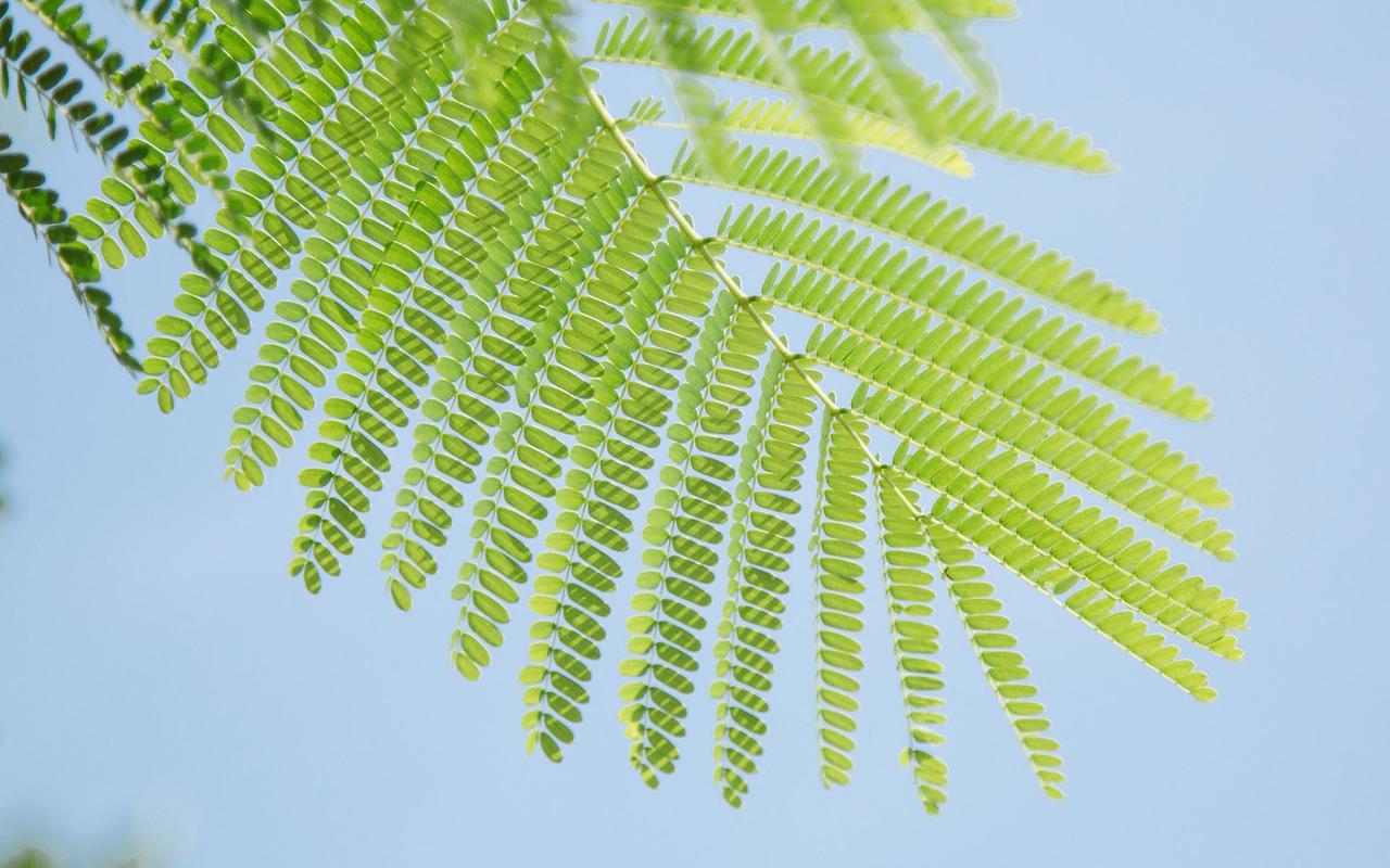夏季小清新绿色植物图片桌面壁纸