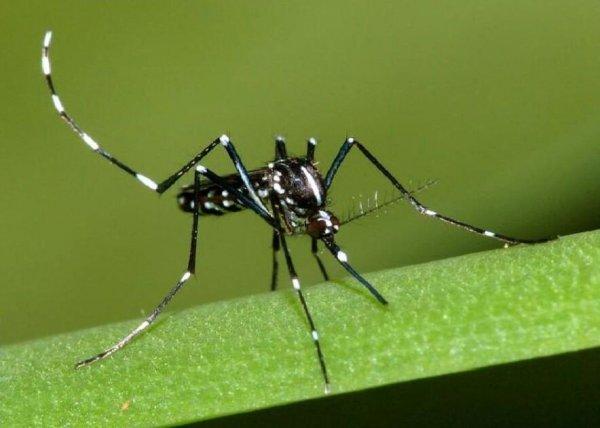 世界上最毒的蚊子被咬一口能让人致命