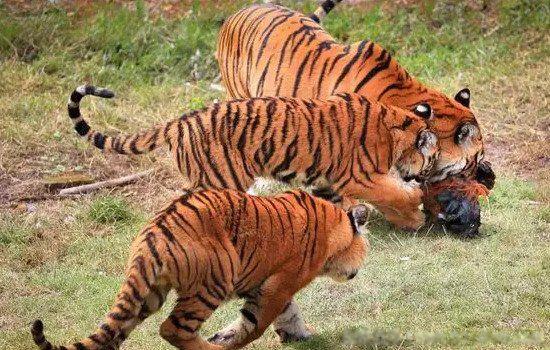 能杀老虎的动物有几种