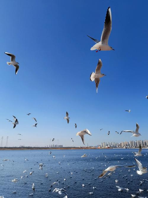 天津老码头看海鸥