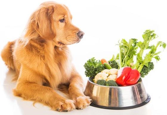 狗狗不能吃的六种蔬菜都是家庭最常见的