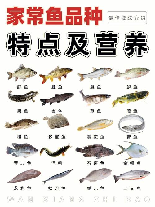 鱼类说明书21种家常鱼种类及营养介绍78