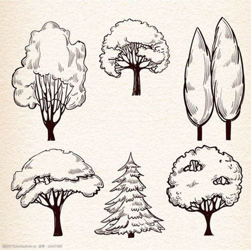 手绘素描树木集