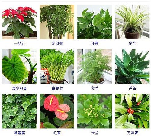 植物图片及名称大全(花友整理了150种观花植物)