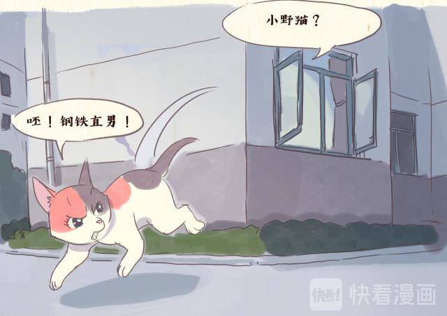 流浪猫漫画韩国完整版