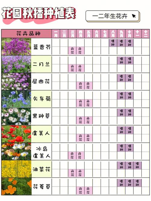 花园秋播正当时丨秋季花卉播种开花时间表