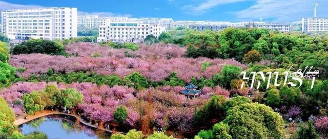 美丽的湖南科技大学|樱花园|明湖|十教_网易订阅