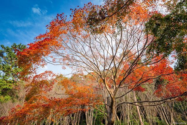 它是会变色的树,是秋天的代表,更是陆游笔下的常客——乌桕树