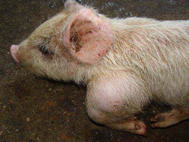 猪副嗜血杆菌在健康猪的鼻腔中存在抵抗力下降时开始发病