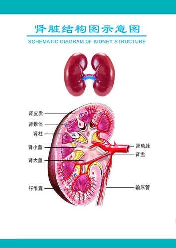 m769医院挂图人体五大器官肾脏结构图示意图1651海报定制印制展板