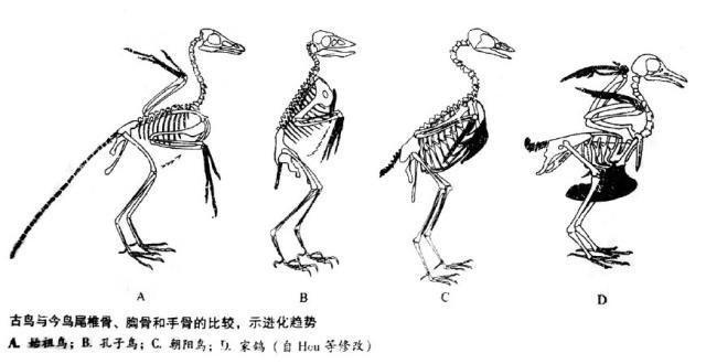 鸟类的进化趋势