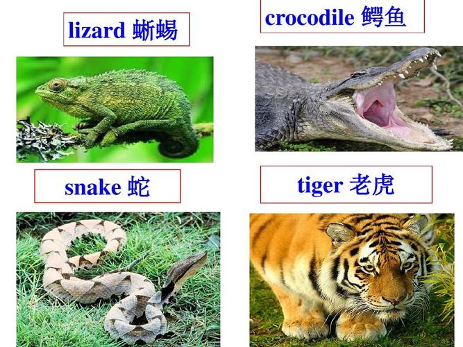 lizard 蜥蜴 crocodile 鳄鱼 snake 蛇 tiger 老虎