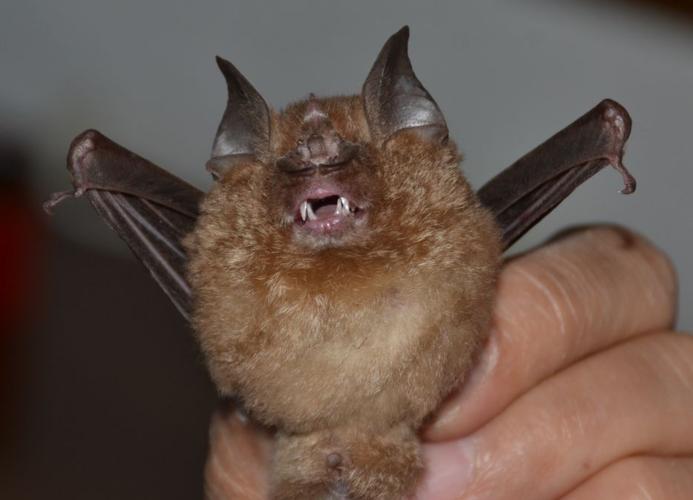 蝙蝠真的是新型冠状病毒的源头吗?