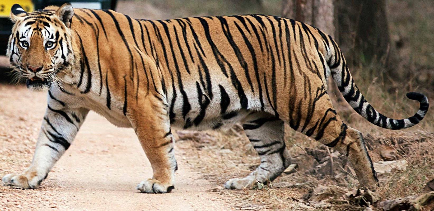 东北虎和孟加拉虎,谁的体型更大?
