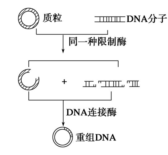 知识链接 (  基因表达载体的构建