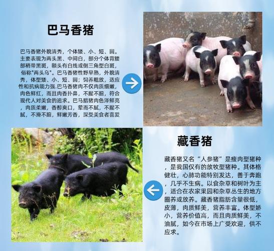 南京藏香猪济宁兴利更藏香猪养殖技术