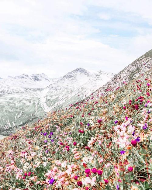 在漫山遍野的鲜花里相拥摄影师用诗意语言倾吐对世间之美的敬叹