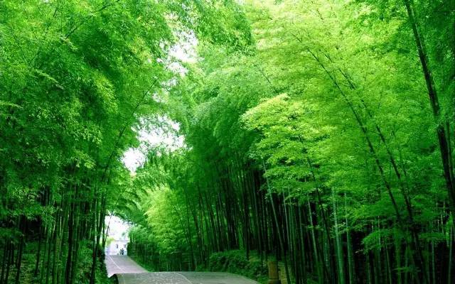 广东最美的几大竹林完爆十面埋伏茶山竹海