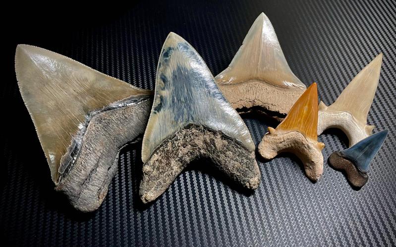 巨齿鲨牙齿化石收藏3——颜色与产地