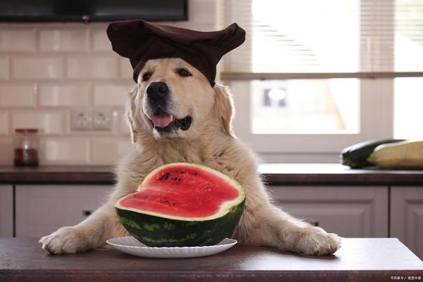 那么问题来了,狗狗泰迪能吃西瓜吗?